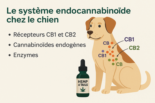 Le système endocannabinoïde chez le chien et le chat : comprendre ses effets et ses bienfaits