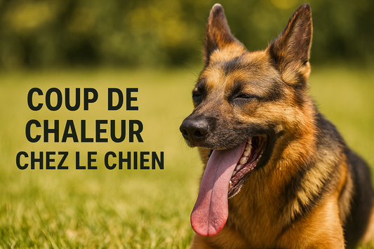Éviter un coup de chaleur !