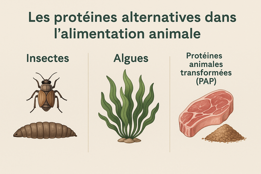 Protéines alternatives en nutrition animale : insectes, algues et nouvelles sources durables