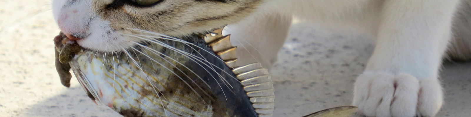 Mastication pour chat