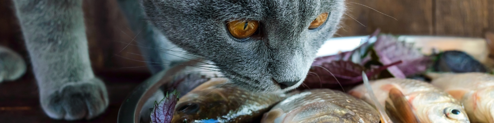 Supplément pour chat