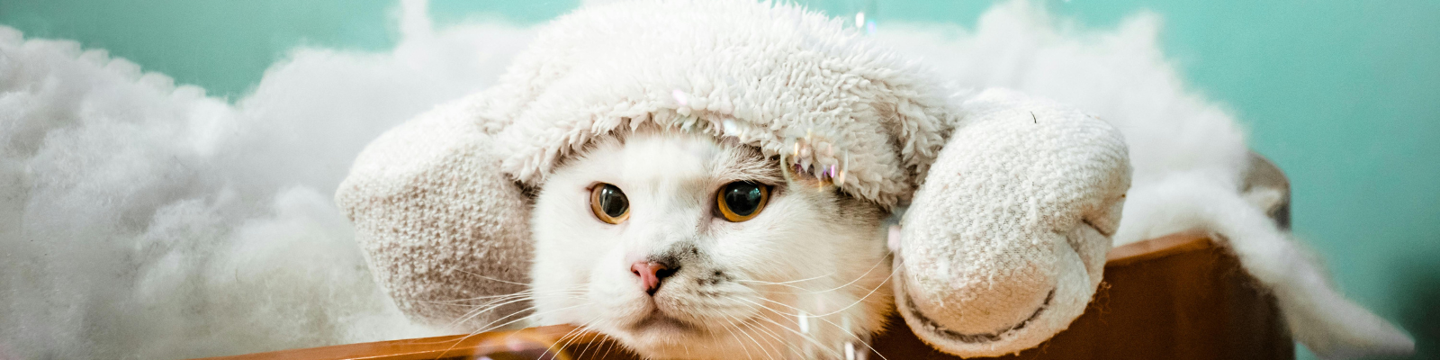 Soins pour chat
