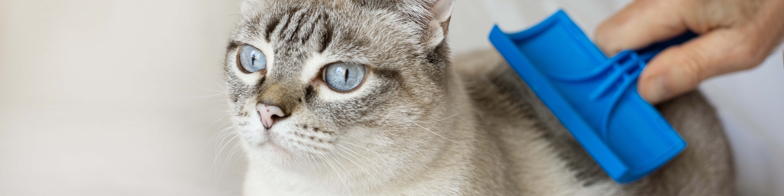 Produits de toilettage pour chat