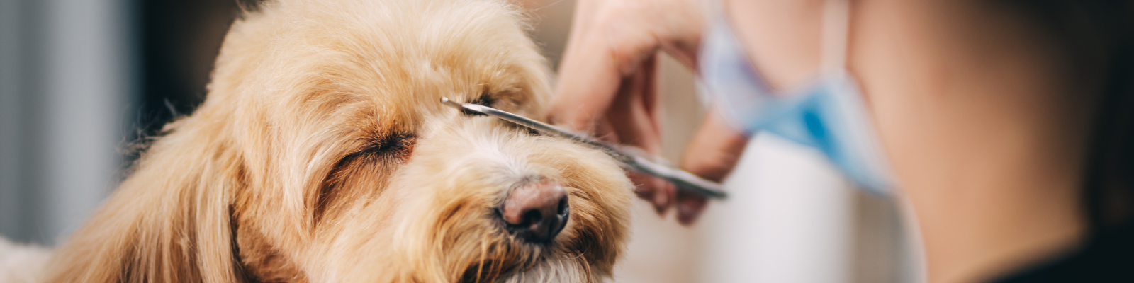 Produits de toilettage pour chien