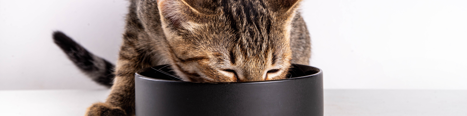 Nourriture sèche pour chat