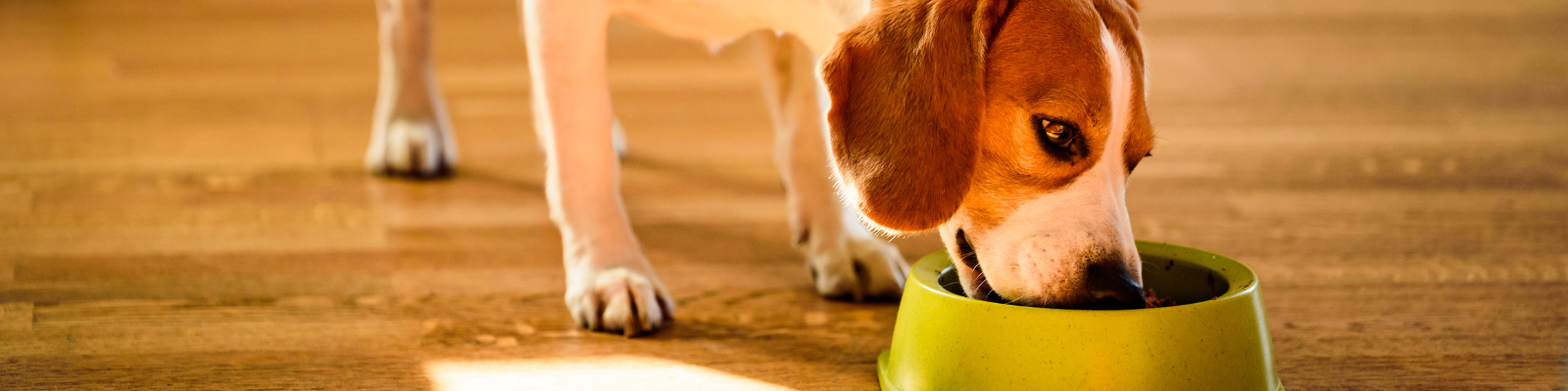 Nourriture humide pour chien
