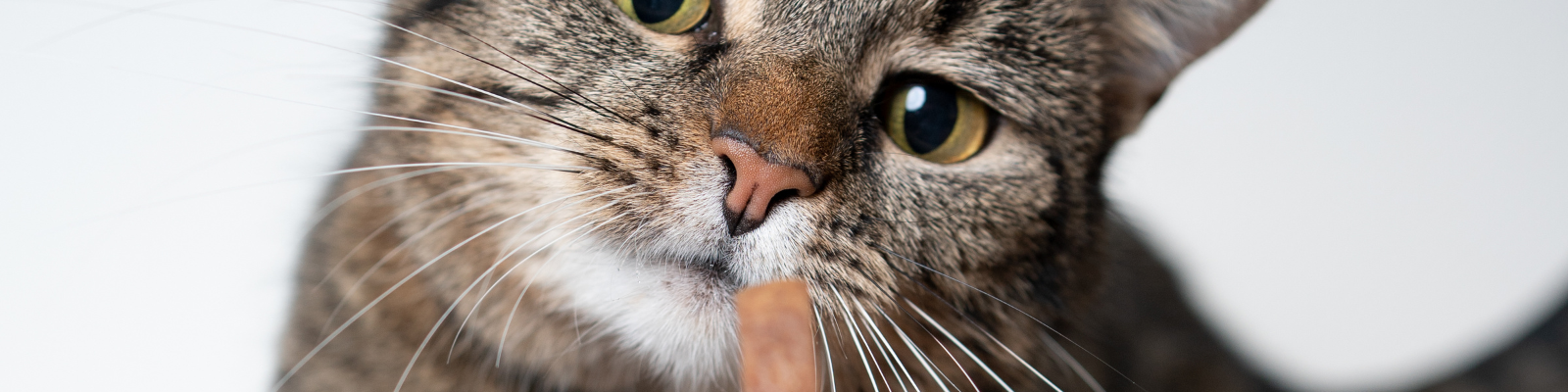Gâterie pour chat