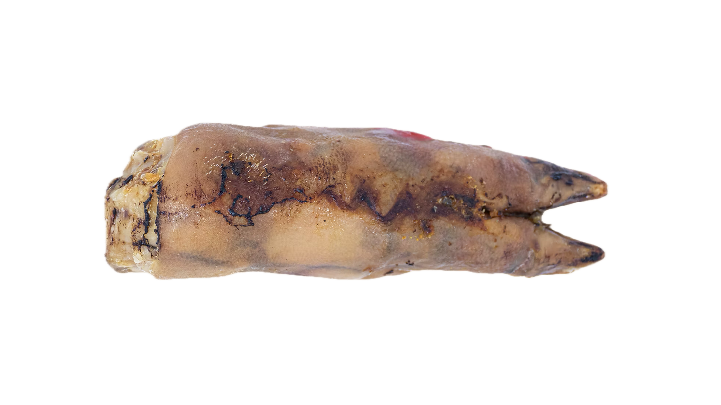 KYON | Patte de porc. Solution Nutrition Animale, votre référence en besoin nutritionnel pour chiens et chats au Québec.