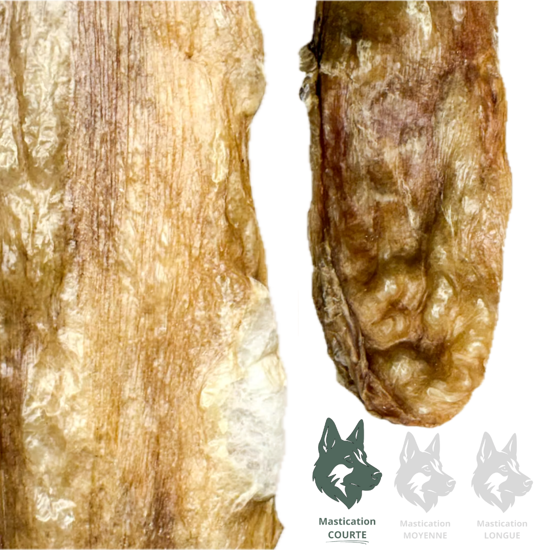 KYON | Lanière de vessie de boeuf