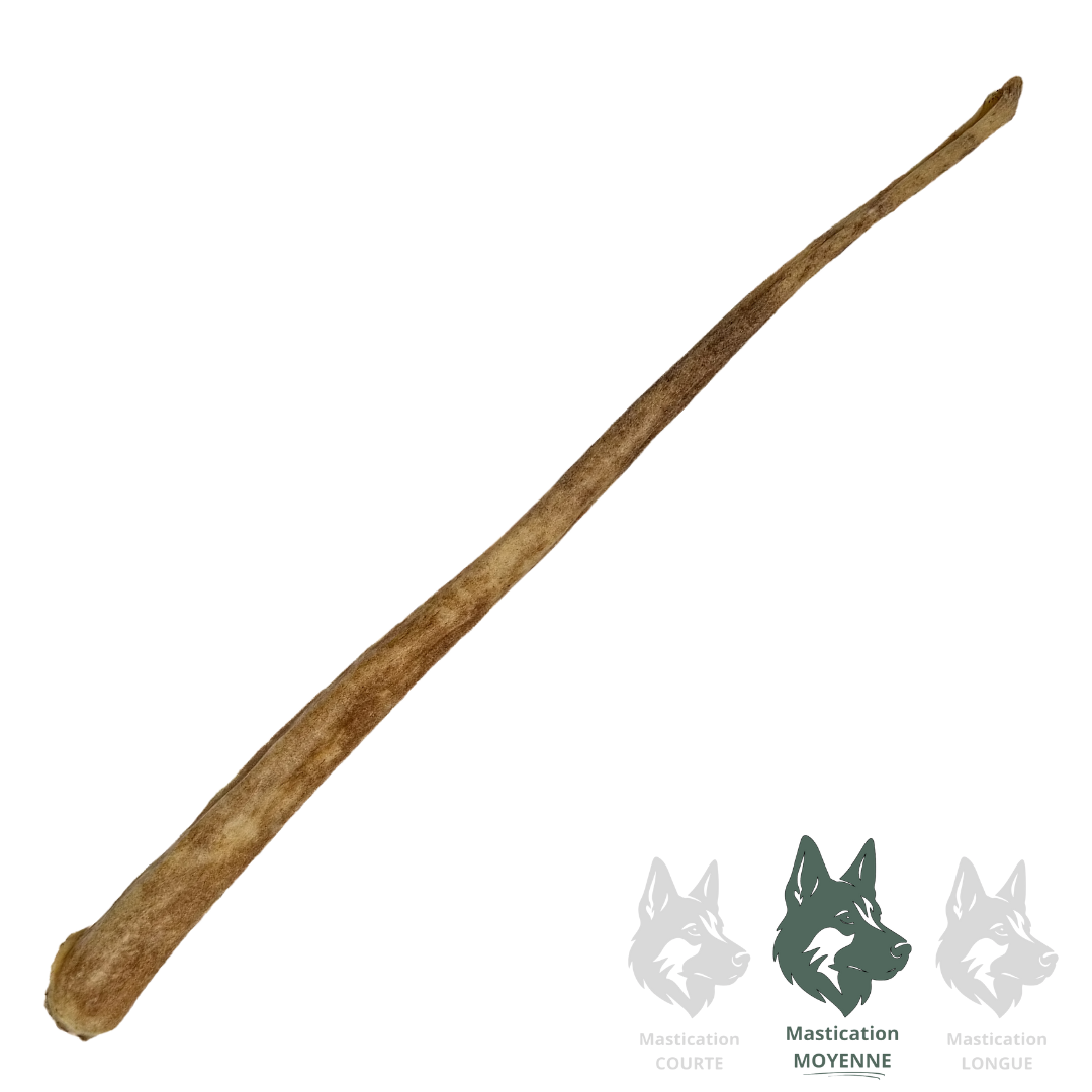 KYON | Queue de boeuf 13-17"