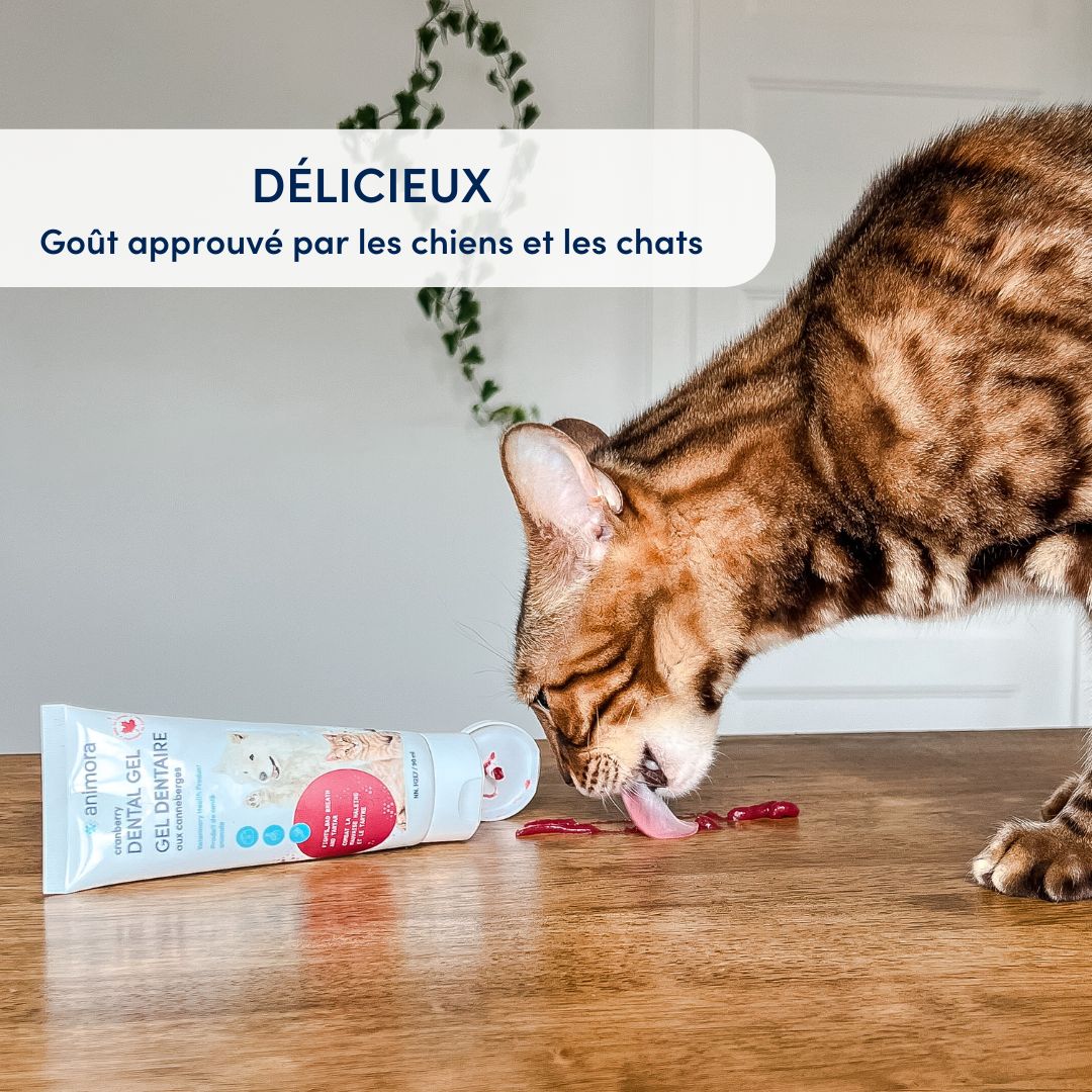 ANIMORA | Gel aux canneberges - Soins dentaire pour chiens et chats