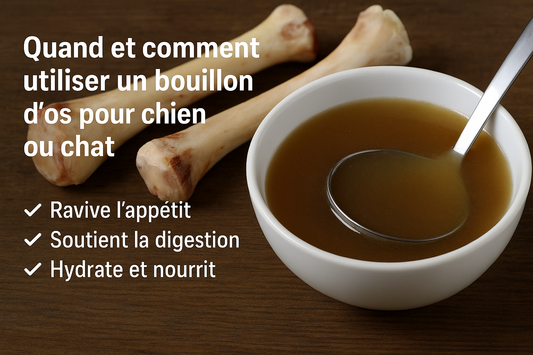 Bouillon d’os pour chien et chat : bienfaits, utilisation et précautions