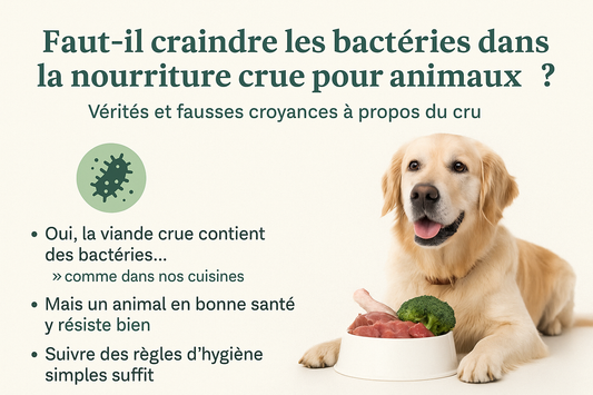 Nourriture crue pour animaux : faut-il craindre les bactéries ?