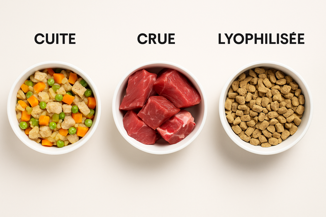 Crue, cuite ou lyophilisée : quelle alimentation convient le mieux à votre animal ?