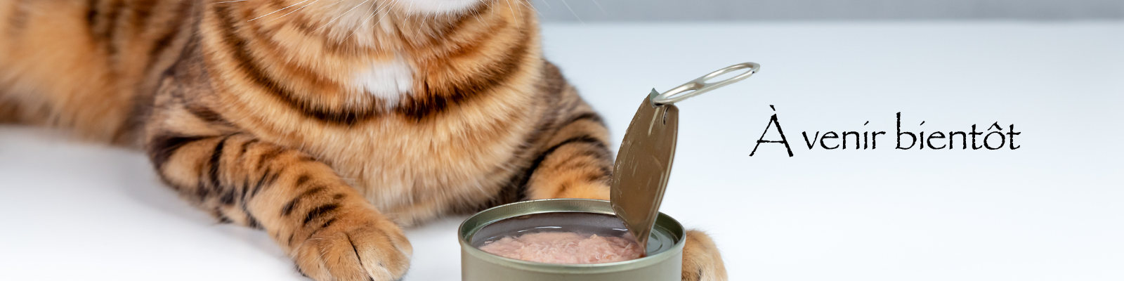 Nourriture humide pour chat