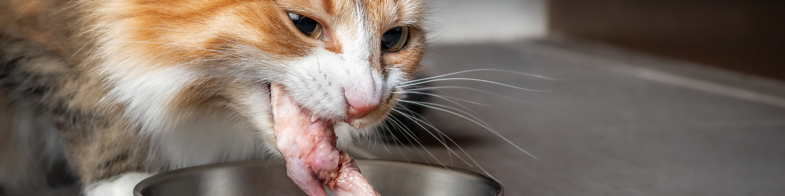 Produits crus pour chat