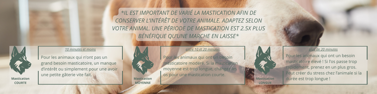 Mastication pour chien