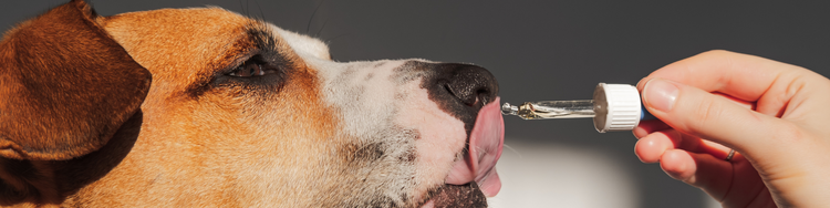 Suppléments pour chien