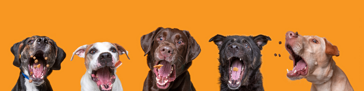 Nourriture sèche pour chien