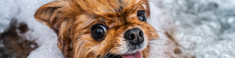 Soins pour chien