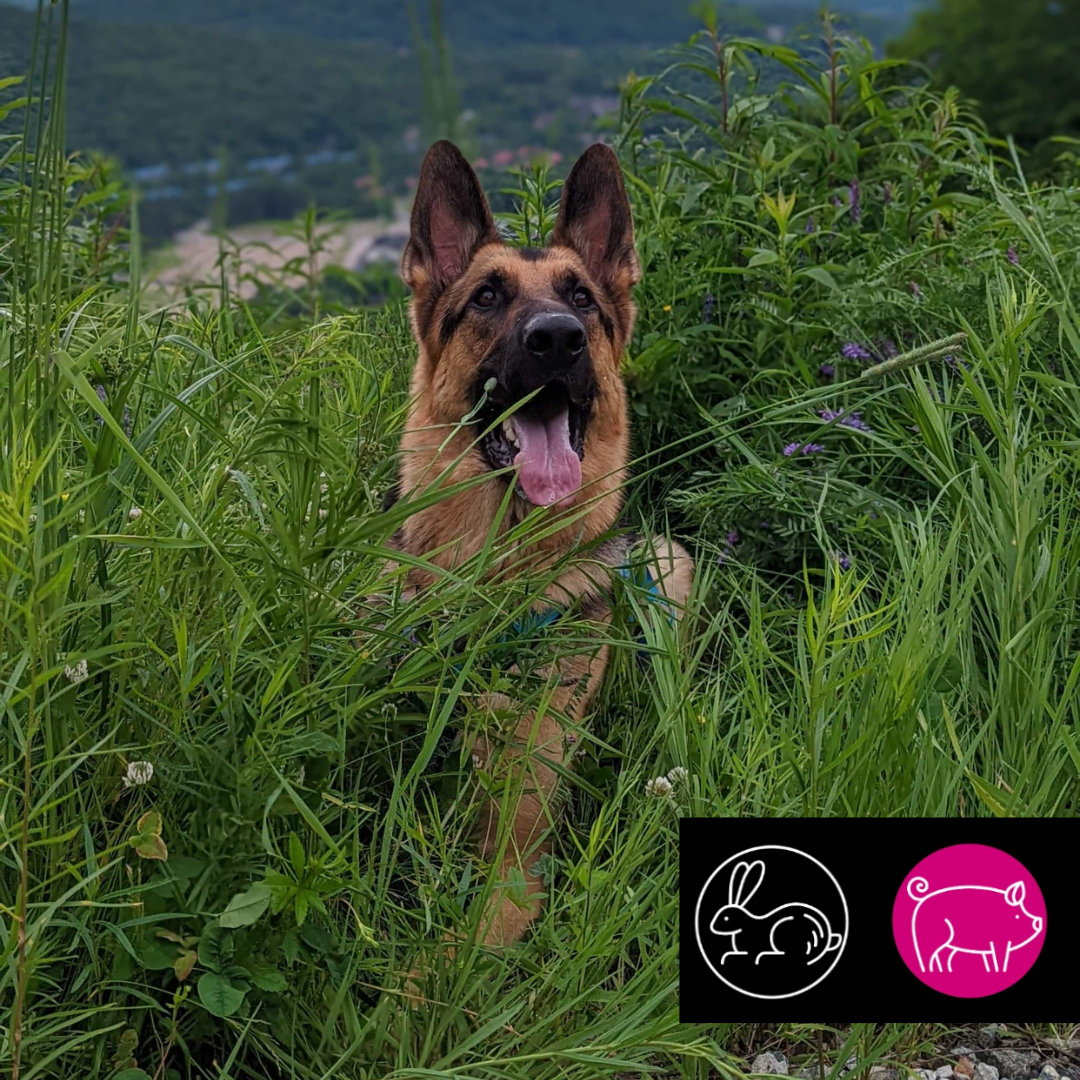 5 ÉTOILES | Formule pure Lapin-porc 10 lbs - Nourriture crue pour chiens