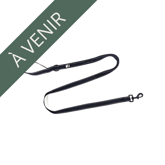 LE CHIEN BLANC | Laisse bungee
