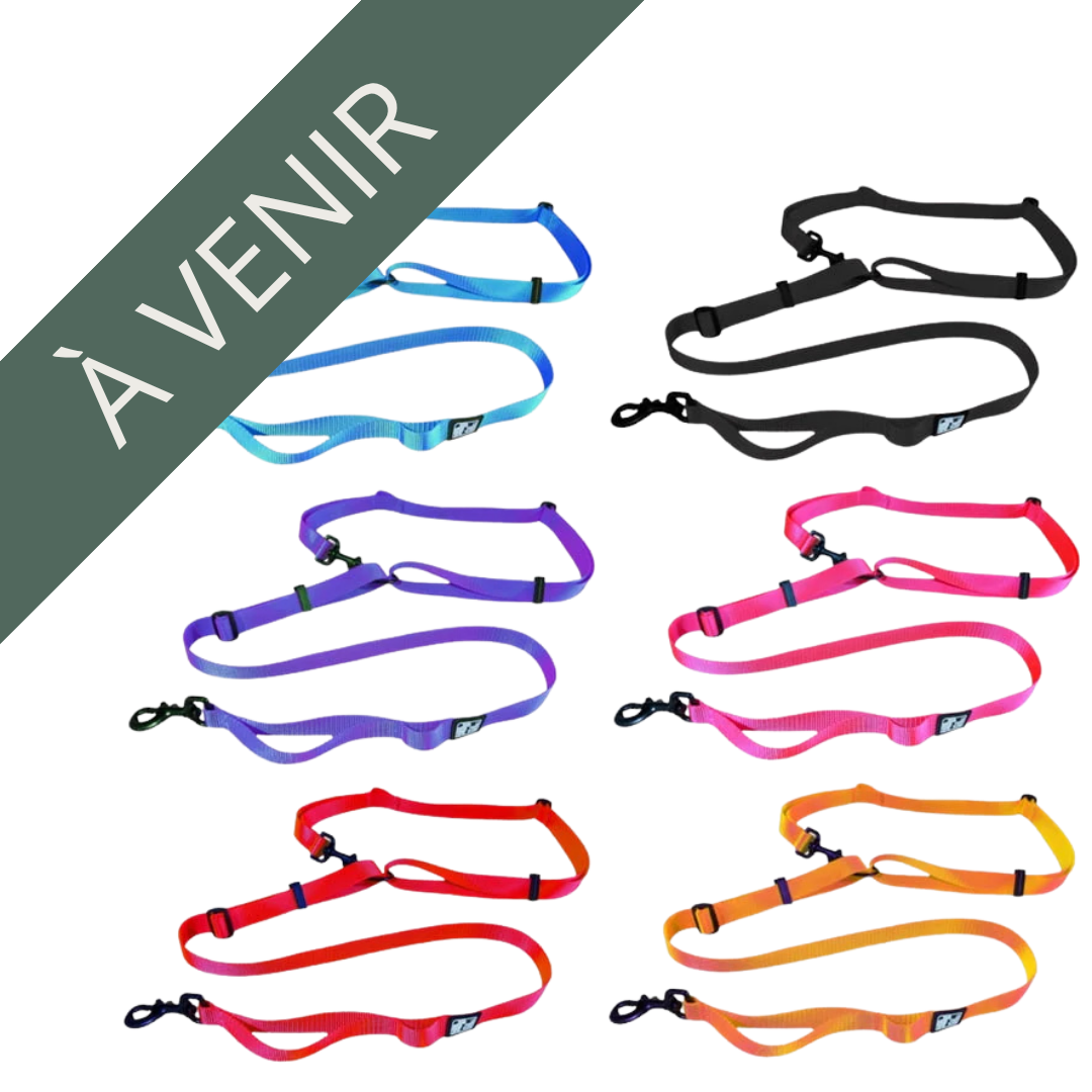 LE CHIEN BLANC | Laisse multi