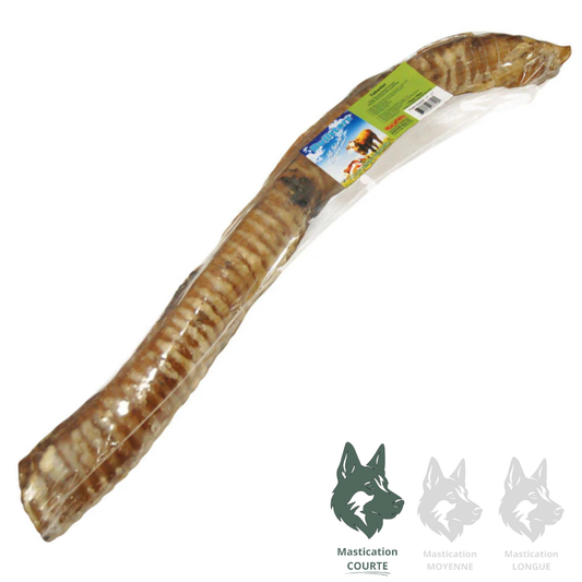 BULLSTERS | Trachée De Boeuf 14-17"