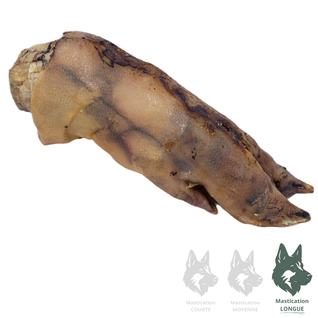 KYON | Patte de porc