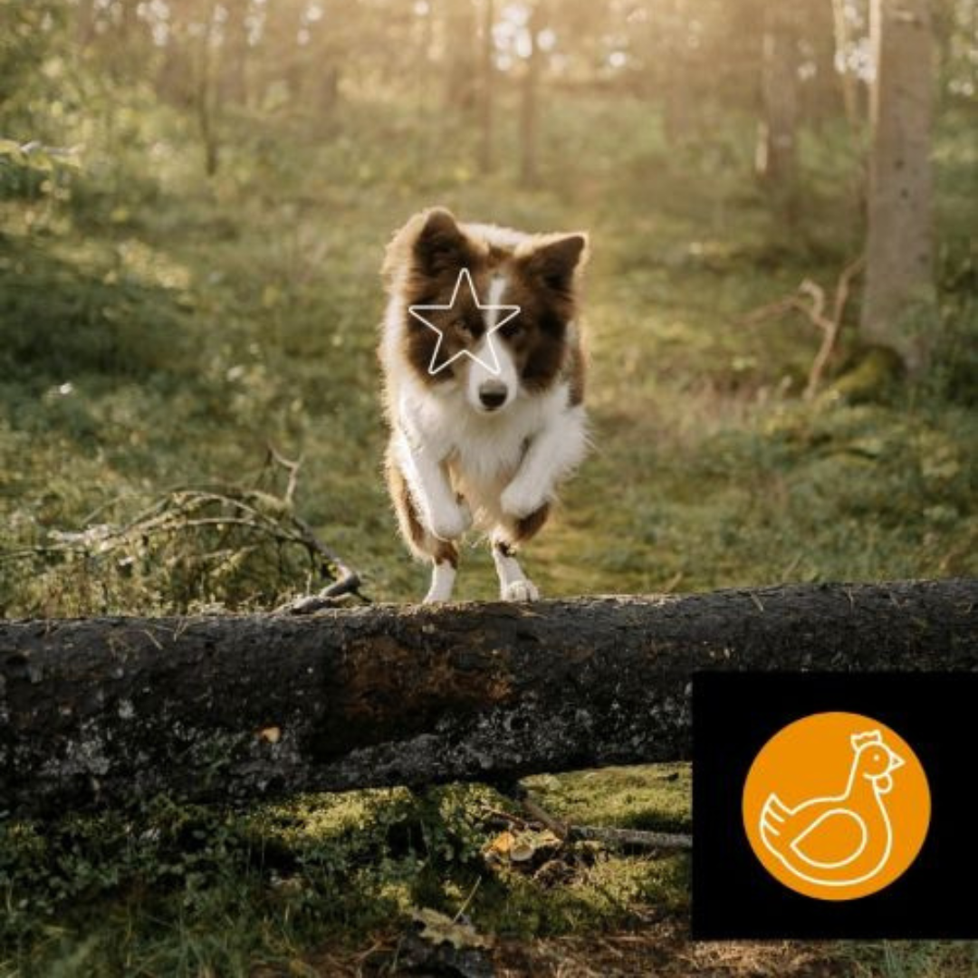 5 ÉTOILES | Formule Écono poulet - Nourriture crue pour chiens. Solution Nutrition Animale, votre référence en alimentation animale au Québec.