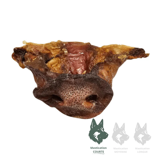 GVQ | Museau de porc