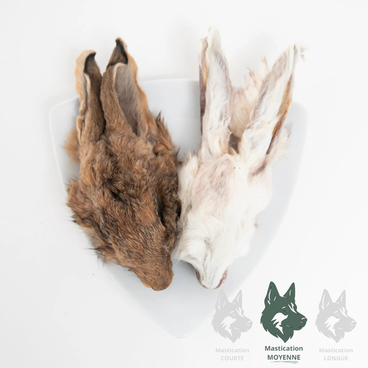 GVQ | Tête de lapin