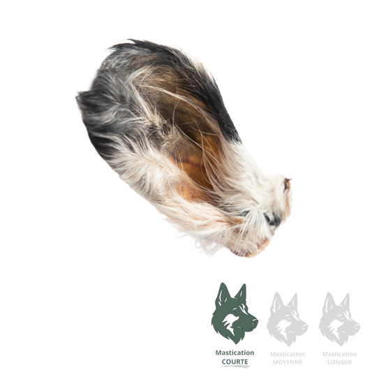 GVQ | Oreille de boeuf avec poils