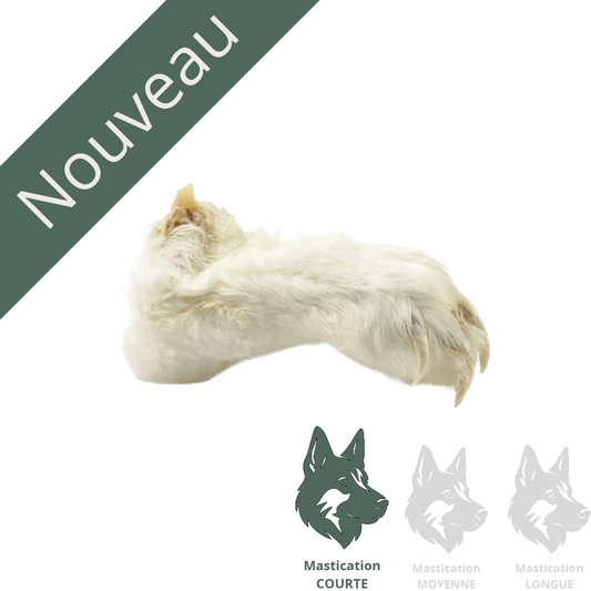 G4P | Patte de lapin (unité) - Gâterie déshydratée pour chiens et chats nouveau Solution Nutrition Animale Saguenay