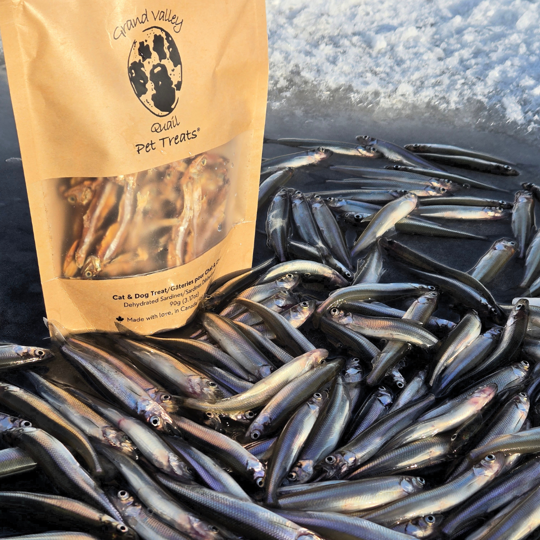 Grand Valley Quail sardines déshydratées