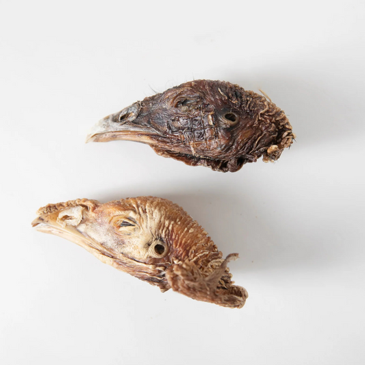 Grand Valley Quail têtes de dindes