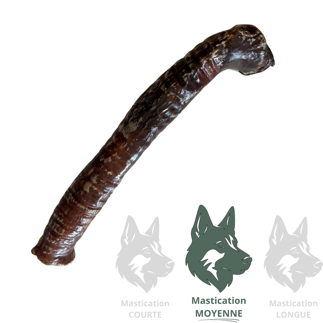 KYON Oesophage de boeuf enrobée de jerky 12" Solution Nutrition Animale