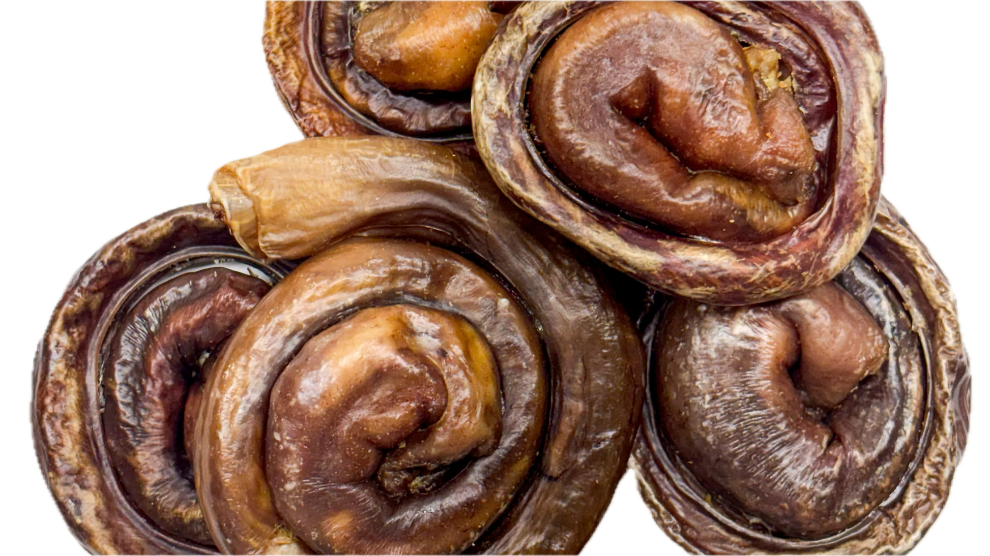KYON | Oesophage de porc brioche. Solution Nutrition Animale, votre référence en besoin nutritionnel pour chiens et chats au Québec.