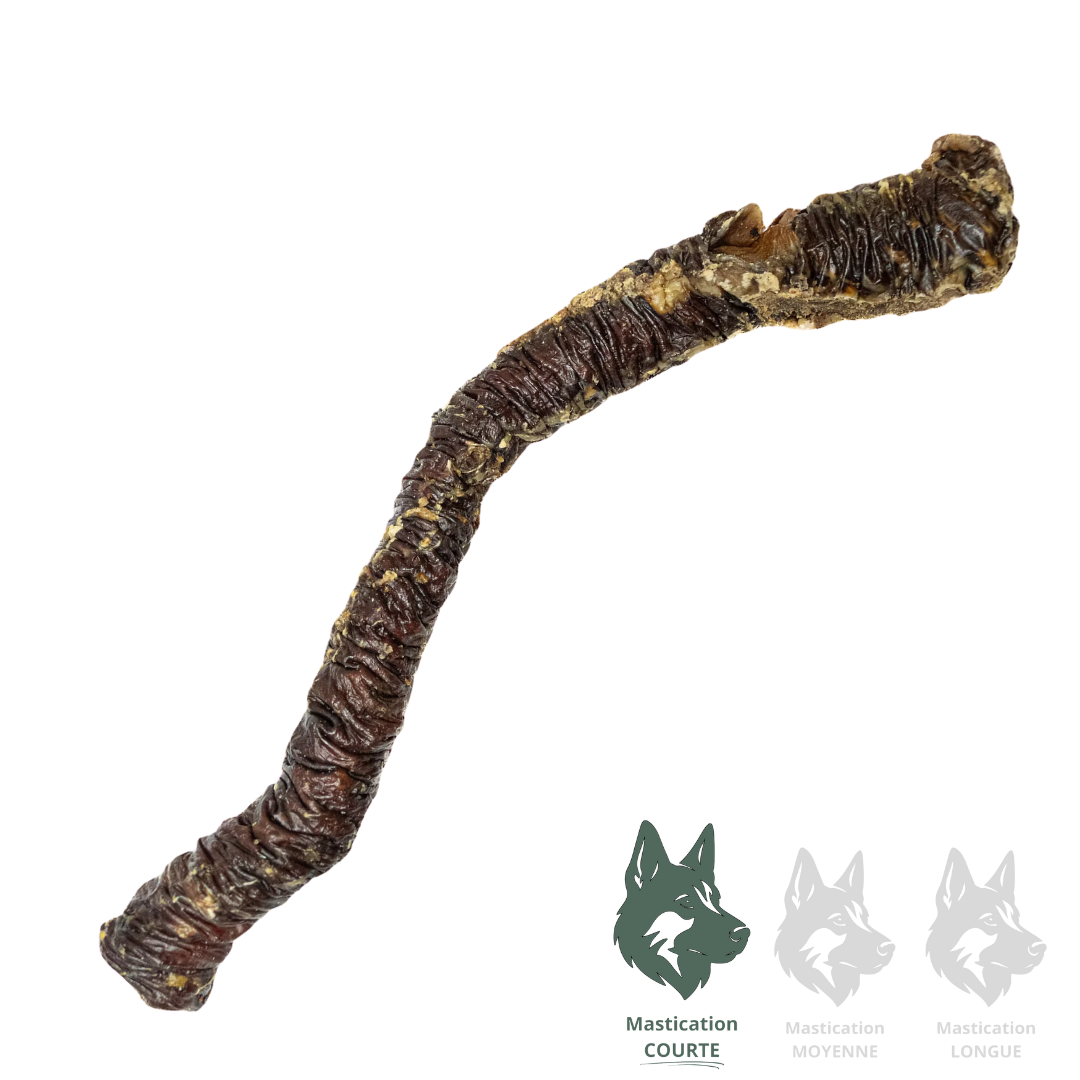 Kyon oesophage de boeuf 12 pouces. Solution Nutrition Animale.