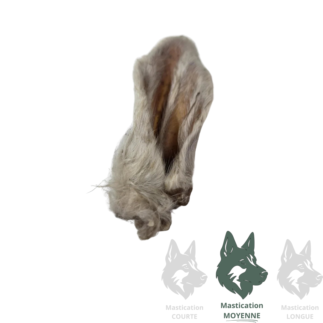 Oreille d'agneau avec poils - Mastication naturelle pour chiens Solution Nutrition Animale Saguenay