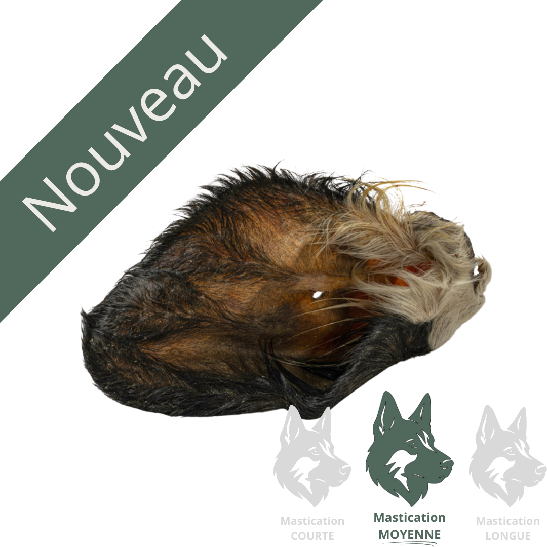 Oreille de boeuf avec poils nouveau Solution Nutrition Animale Saguenay