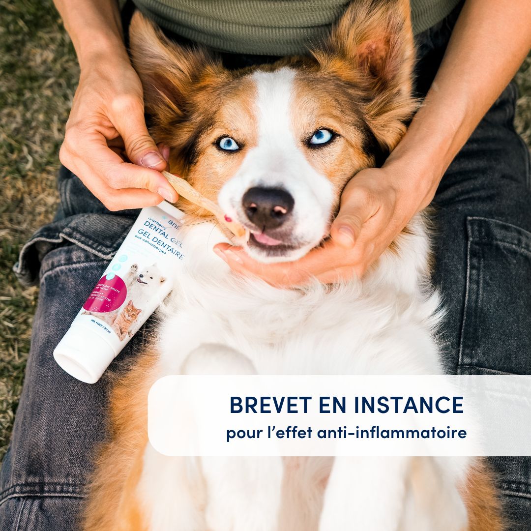 ANIMORA | Gel aux canneberges - Soins dentaire pour chiens et chats